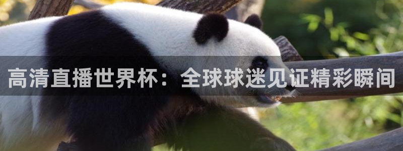 女足世界杯直播在线观看免费高清：高清直播世界杯：全球球迷见证精彩瞬间